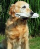 golden retriever -  assistant  mailman